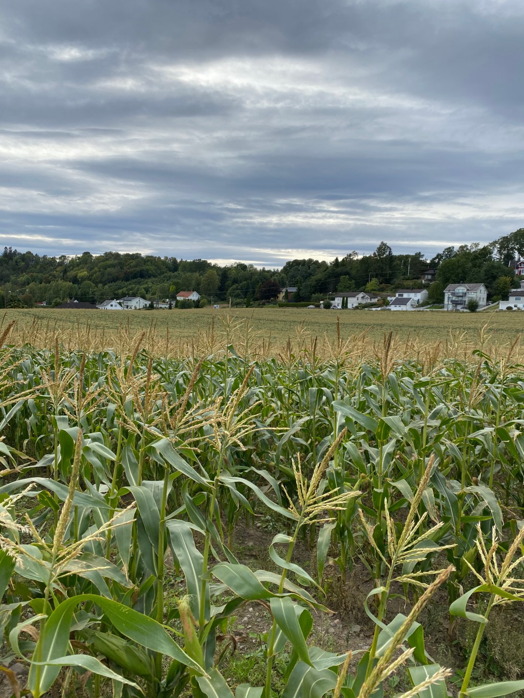 玉米農場初體驗